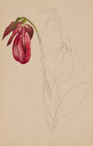 Untitled (Keskeneräinen luonnos) tekijältä Mary Vaux Walcott