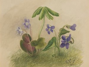 Untitled tekijältä Mary Vaux Walcott