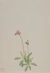 Untitled tekijältä Mary Vaux Walcott