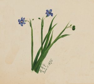 Nimetön, 1875. tekijältä Mary Vaux Walcott