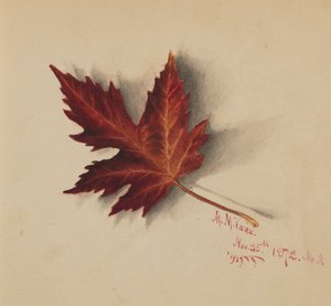 Nimetön syyslehti, 1872. tekijältä Mary Vaux Walcott