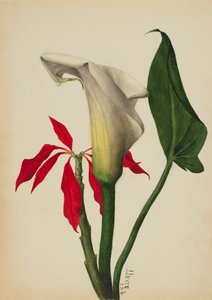 Nimetön Calla Lily, 1877. tekijältä Mary Vaux Walcott