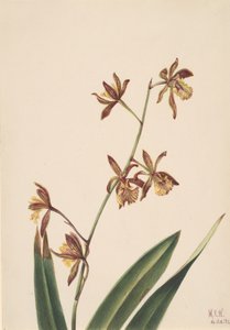 Nimetön kukkatutkimus, 1924. tekijältä Mary Vaux Walcott