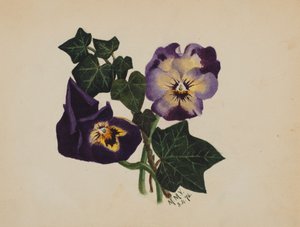 Nimetön orvokki ja muratti, 1876. tekijältä Mary Vaux Walcott