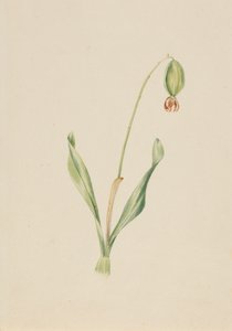 Nimetön kasvitutkimus, n. 1930-luvun alku. tekijältä Mary Vaux Walcott
