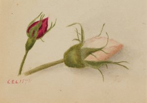 Nimetön Rosebuds, 1874. tekijältä Mary Vaux Walcott