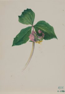 Nimetön, n. 1920. tekijältä Mary Vaux Walcott