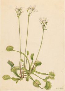 Venuskärpäsloukku (Dionaea muscipula) tekijältä Mary Vaux Walcott