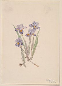 Kevätkukka (Iris verna) tekijältä Mary Vaux Walcott