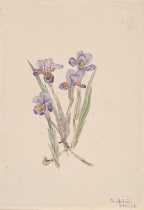 Kevät Iris Iris verna, 1918. tekijältä Mary Vaux Walcott