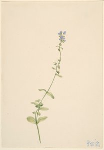 Veronica serpyllifolia tekijältä Mary Vaux Walcott