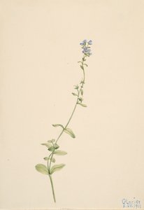 Veronica serpyllifolia, 1911. tekijältä Mary Vaux Walcott