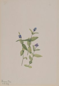 Veronica wormskjoldii, 1917. tekijältä Mary Vaux Walcott