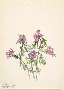 Verbena wrightii (Verbena wrightii) tekijältä Mary Vaux Walcott