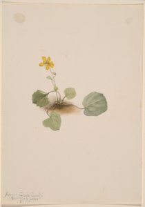 Viola orbiculata tekijältä Mary Vaux Walcott