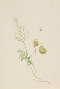 Viola palustris tekijältä Mary Vaux Walcott