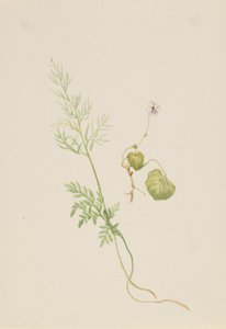 Viola palustris, n. 1917-1918. tekijältä Mary Vaux Walcott