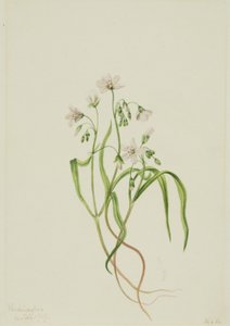 Virginia Springbeauty Claytonia virginica, 1919. tekijältä Mary Vaux Walcott