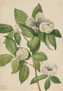 Virginia Stewartia (Stewartia malachodendron) tekijältä Mary Vaux Walcott