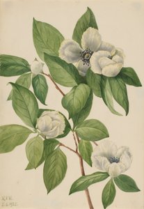 Virginia Stewartia Stewartia malachodendron, 1925. tekijältä Mary Vaux Walcott