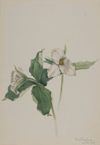Wake Robin (Trillium grandiflorum) tekijältä Mary Vaux Walcott