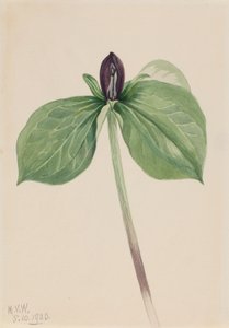 Wake Robin (Trillium sessile) tekijältä Mary Vaux Walcott