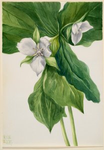 Wake robin (Trillium-vertauskuva) tekijältä Mary Vaux Walcott
