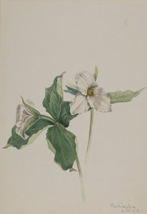 Wake-Robin Trillium grandiflorum, 1918. tekijältä Mary Vaux Walcott