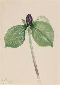 Wake-Robin Trillium istumaton, 1920. tekijältä Mary Vaux Walcott