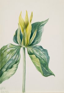 Wake-Robin Trillium underwoodii, 1937. tekijältä Mary Vaux Walcott