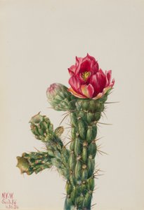 Walkingstick Cholla (Opuntia imbricata) tekijältä Mary Vaux Walcott