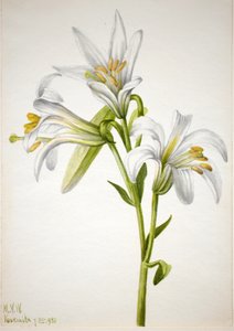 Washington Lily Lilium washingtonianum, 1933. tekijältä Mary Vaux Walcott