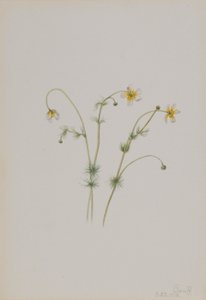 Vesi-variksenjalka (Batrachium trichophyllum) tekijältä Mary Vaux Walcott