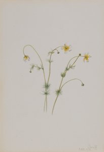 Vesivarsijalka Batrachium trichophyllum, 1918. tekijältä Mary Vaux Walcott
