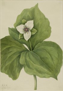 Wax Trillium (Trillium albumi) tekijältä Mary Vaux Walcott