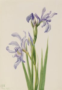 Läntinen sininen lippu Iris missouriensis, 1933. tekijältä Mary Vaux Walcott