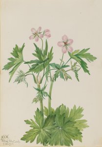 Western Cranesbill Geranium viscosissimum, 1925. tekijältä Mary Vaux Walcott