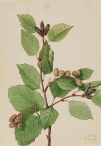 Länsivihreä leppä Alnus sinuata, 1922. tekijältä Mary Vaux Walcott