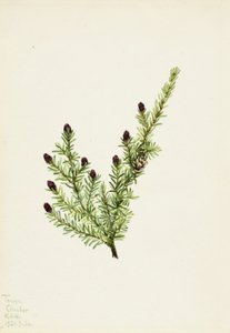 Länsi Hemlock Tsuga heterophylla, 1924. tekijältä Mary Vaux Walcott