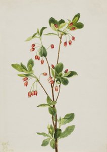 Länsi-Menziesia Menziesia glabella, 1924. tekijältä Mary Vaux Walcott