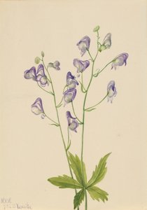 Western Monkshood Columbian Aconite, 1933. tekijältä Mary Vaux Walcott