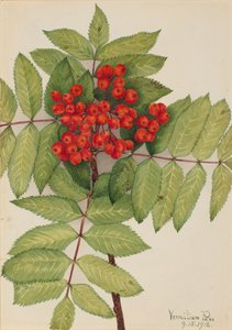 Länsipihlajakki Sorbus sambucifolia, 1918.