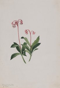 Länsipipsissewa Chimaphila umbellata, 1902. tekijältä Mary Vaux Walcott