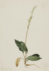Läntinen kalkkarokäärme pettää Plantain Peraniumia, 1905. tekijältä Mary Vaux Walcott
