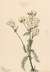 Läntinen siankärsämö (Achillea lanulosa) tekijältä Mary Vaux Walcott