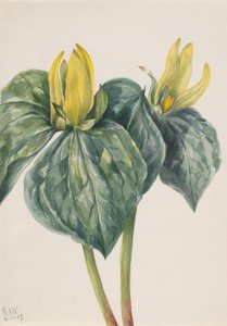 Whippoorwill Kukka (Trillium hugeri) tekijältä Mary Vaux Walcott