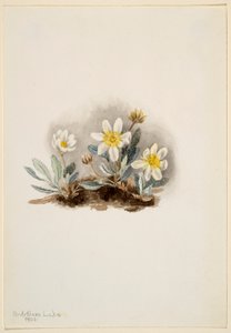 Valkoinen Dryad (Dryas octopetala) tekijältä Mary Vaux Walcott