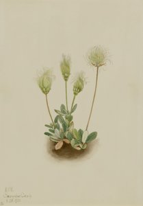Valkoinen Dryad (Dryas octopetala) tekijältä Mary Vaux Walcott