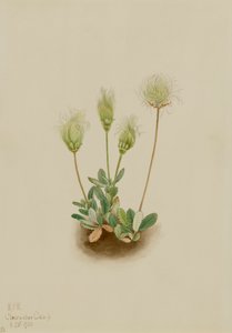 Valkoinen Dryad Dryas octopetala, 1920. tekijältä Mary Vaux Walcott