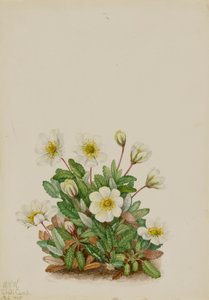a tekijältä Mary Vaux Walcott